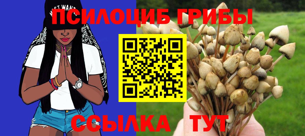 Галлюциногенные грибы Psilocybe Барабинск